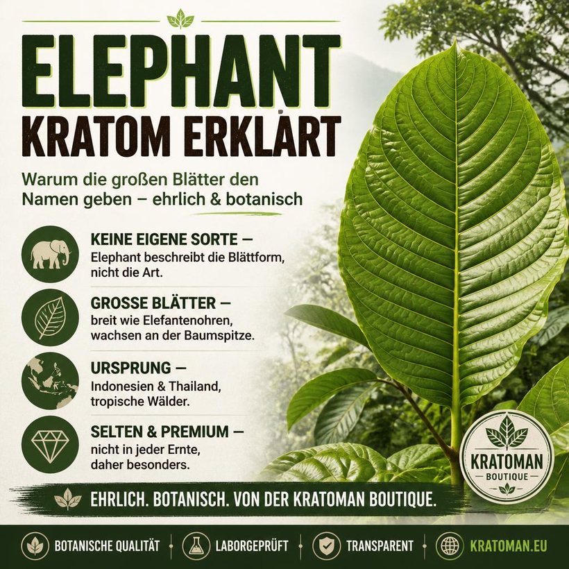 Elephant Kratom erklärt – große Blätter der Mitragyna speciosa, botanisches Exemplar