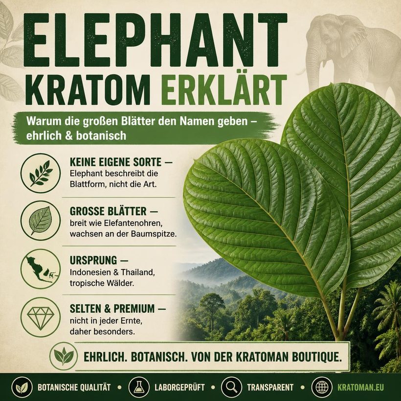 Elephant Kratom erklärt – große Blätter der Mitragyna speciosa, botanisches Exemplar