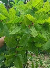 Kratom Preparation Methods Explained | Kratoman